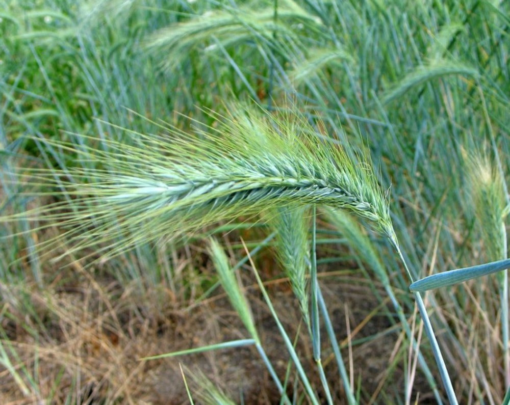 Elymus canadensis- Canada Wild Rye - Red Stem Native Landscapes