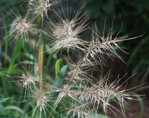 Elymus hystrix- Bottlebrush Grass - Red Stem Native Landscapes