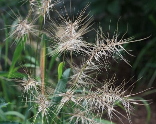Elymus hystrix- Bottlebrush Grass