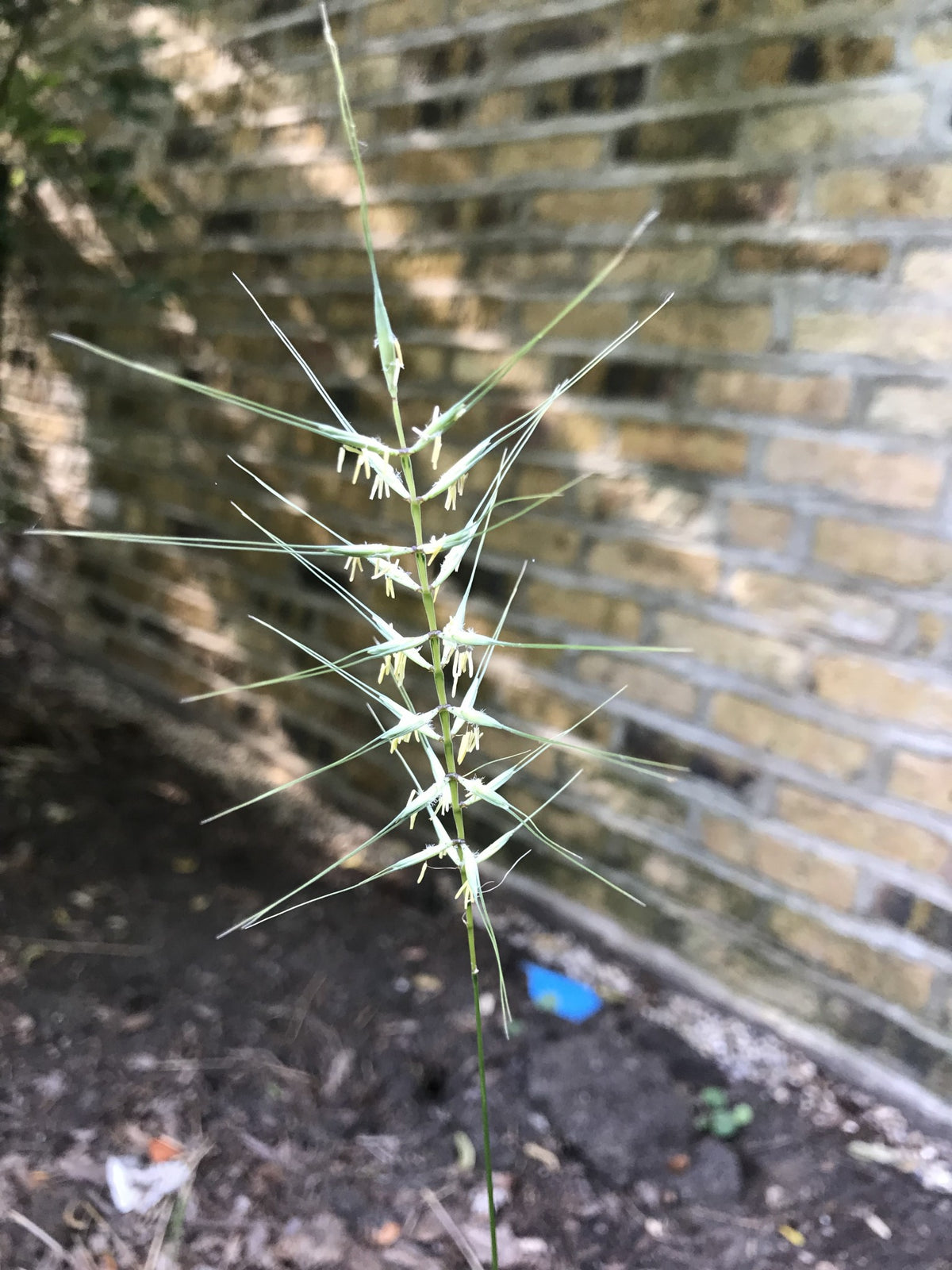 Elymus hystrix- Bottlebrush Grass - Red Stem Native Landscapes