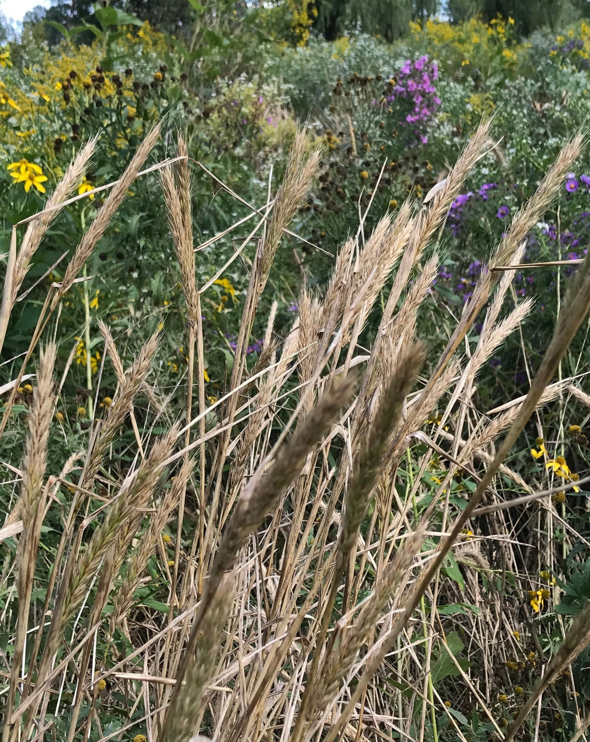 Elymus virginicus- Virginia Wild Rye