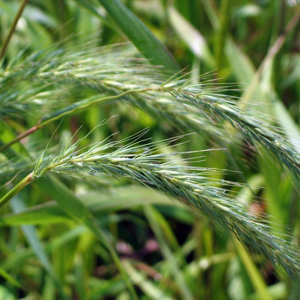 Elymus virginicus- Virginia Wild Rye