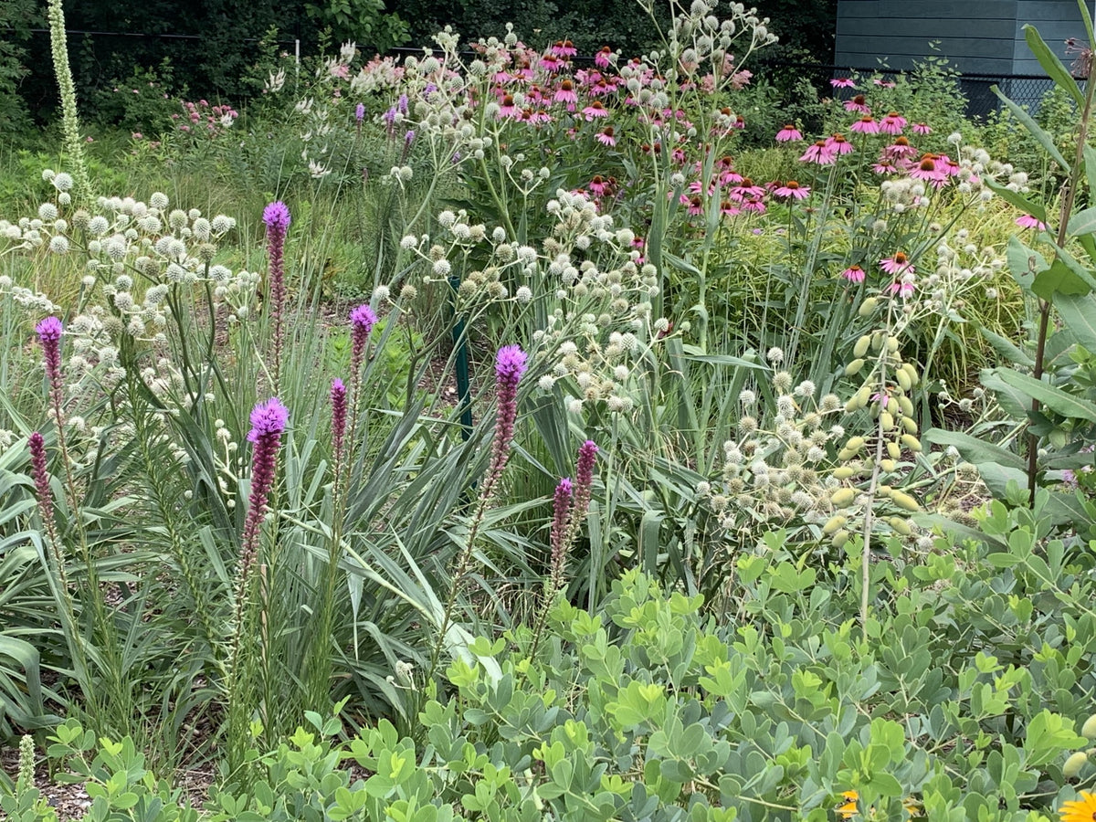 Eryngium yuccifolium-Rattlesnake Master - Red Stem Native Landscapes