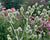 Eryngium yuccifolium-Rattlesnake Master - Red Stem Native Landscapes