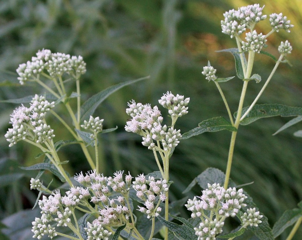 Eupatorium perfoliatum-Boneset - Red Stem Native Landscapes