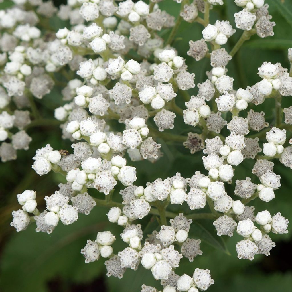 Eupatorium perfoliatum-Boneset - Red Stem Native Landscapes