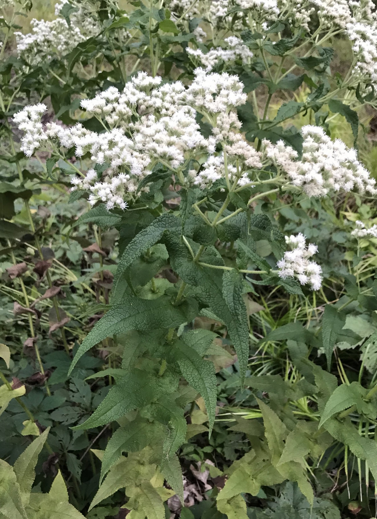 Eupatorium perfoliatum-Boneset - Red Stem Native Landscapes