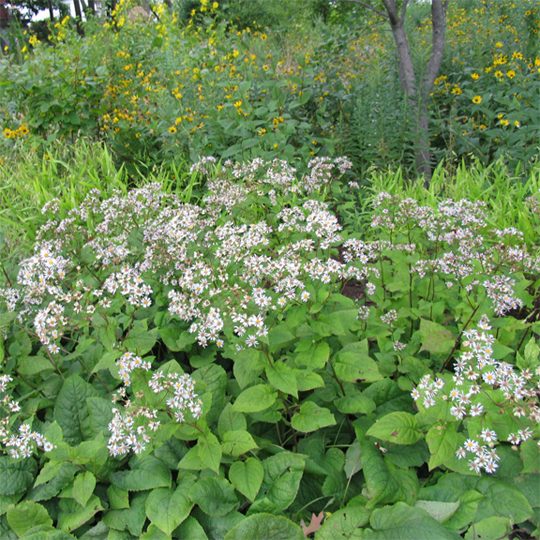 Eurybia macrophylla- Big-leaved Aster - Red Stem Native Landscapes