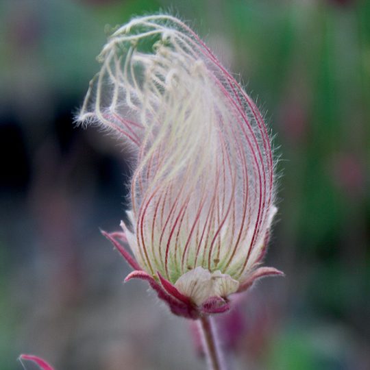 Geum triflorum-Prairie Smoke