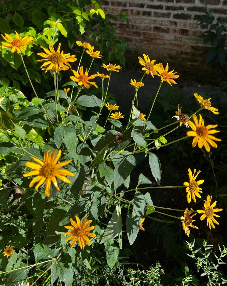 Heliopsis helianthoides- Early Sunflower - Red Stem Native Landscapes