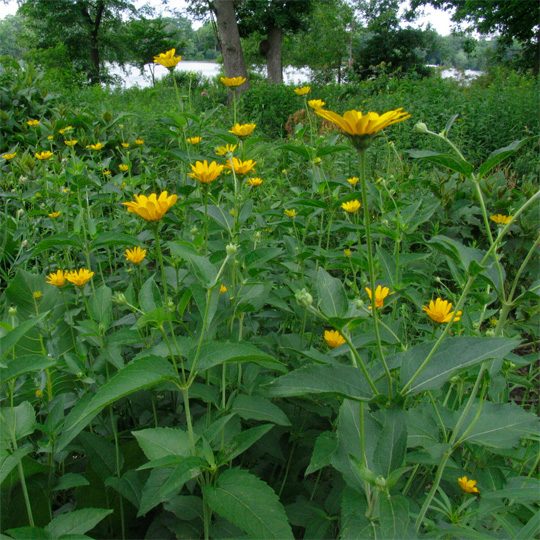 Heliopsis helianthoides- Early Sunflower