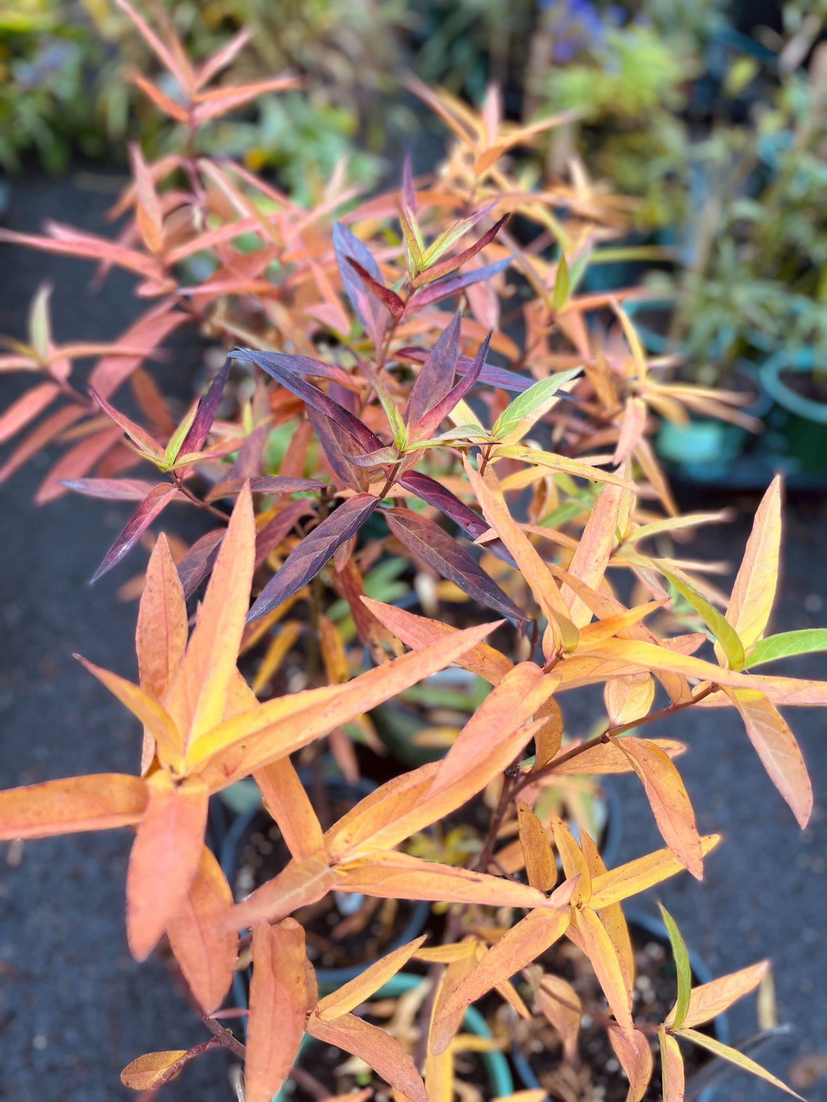 Asclepias Incarnata-Rose Milkweed