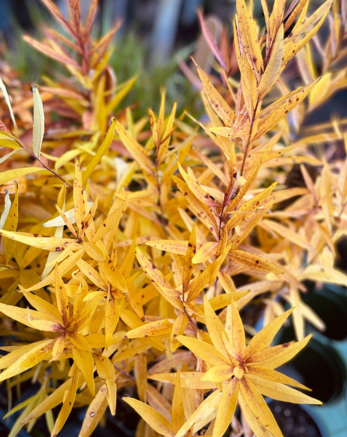 Amsonia illustris-Ozark Bluestar - Red Stem Native Landscapes