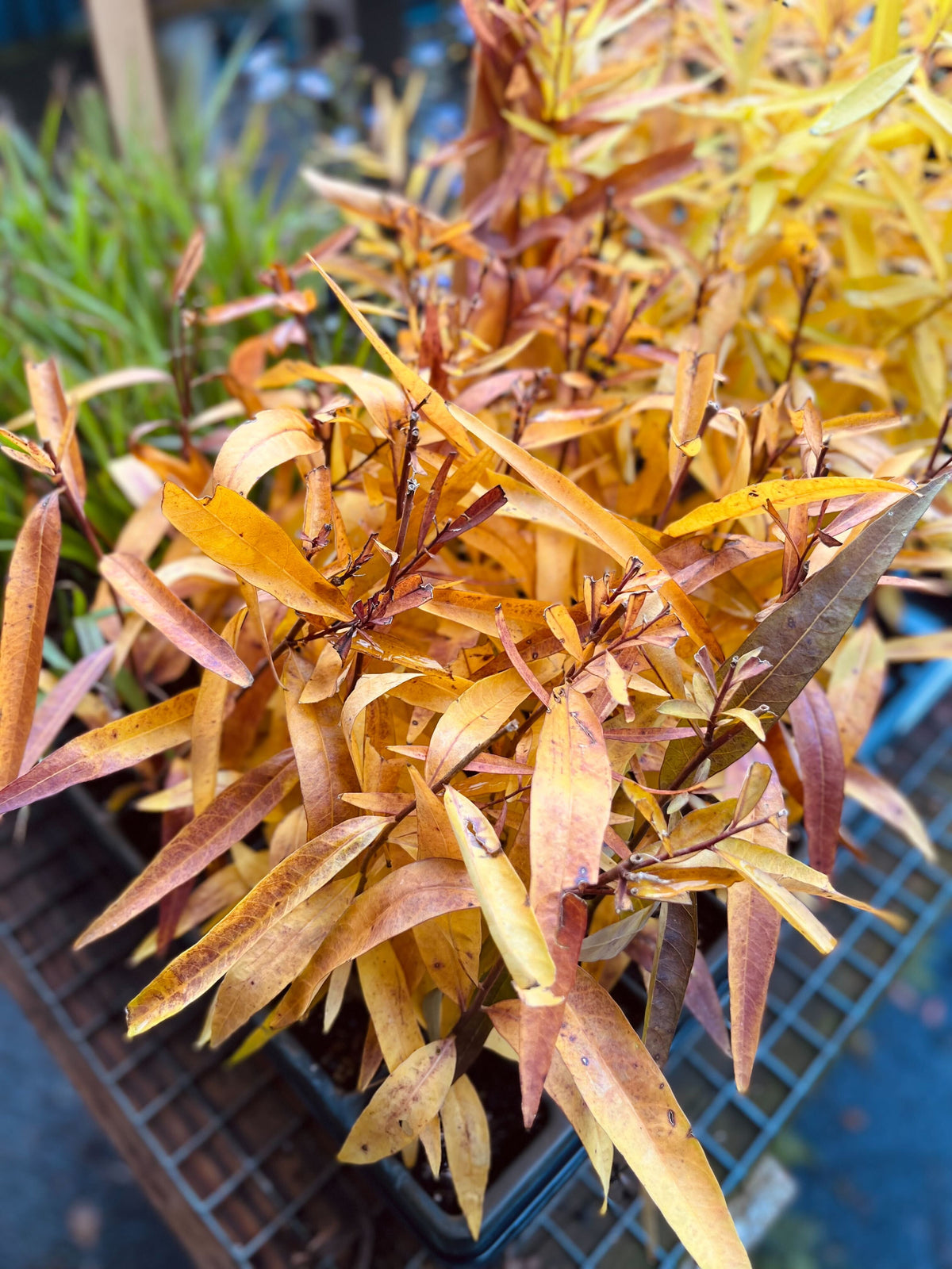 Amsonia illustris-Ozark Bluestar - Red Stem Native Landscapes