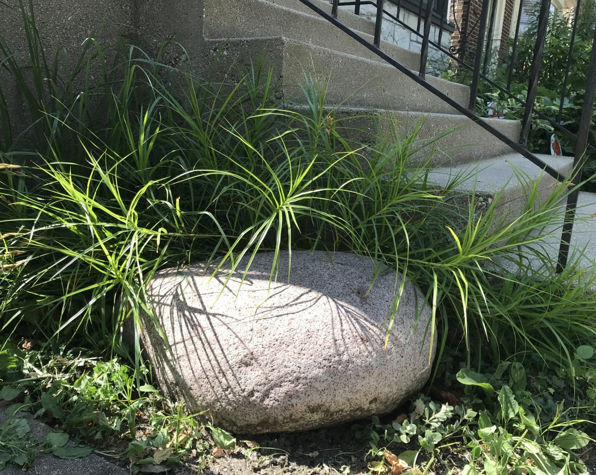 Carex muskingumensis-Palm Sedge - Red Stem Native Landscapes