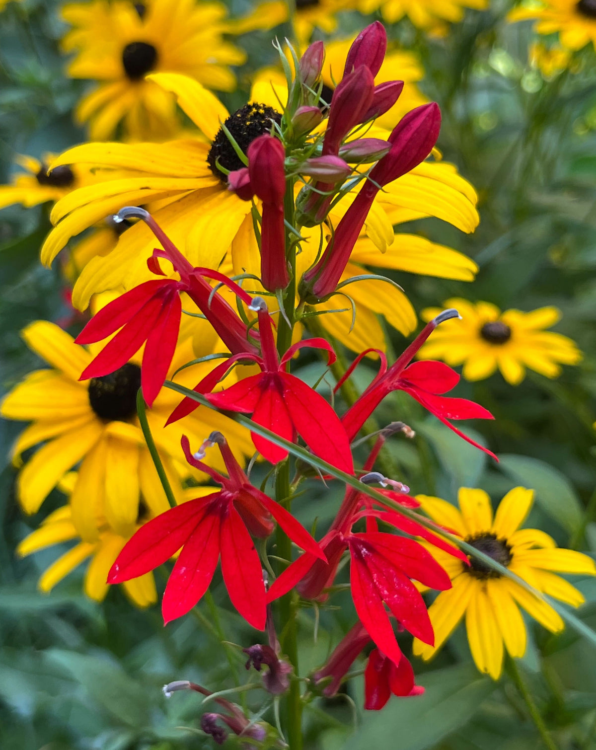 Lobelia cardinalis-Cardinal Flower