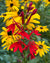 Lobelia cardinalis-Cardinal Flower - Red Stem Native Landscapes