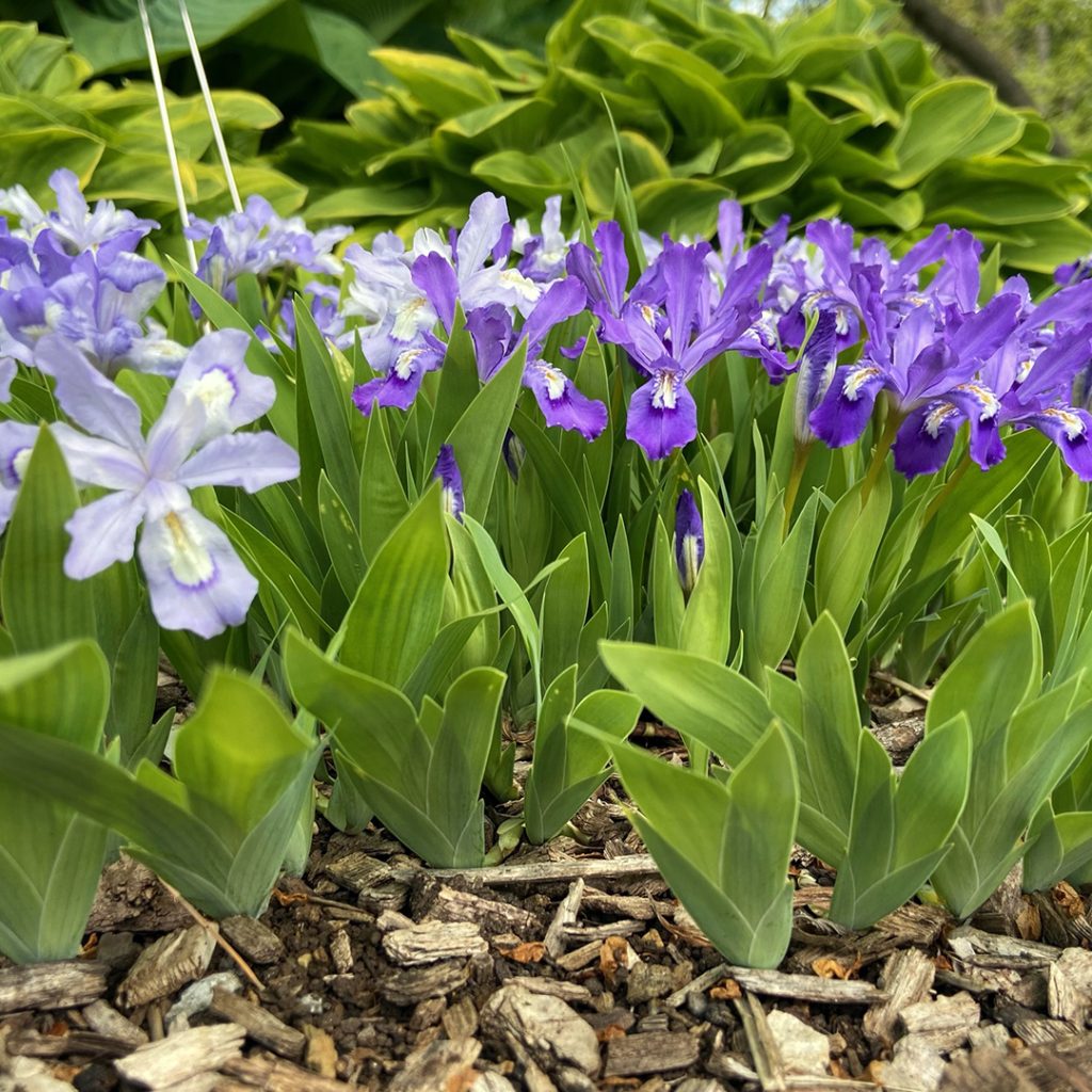 Iris cristata-Dwarf Crested Iris - Red Stem Native Landscapes