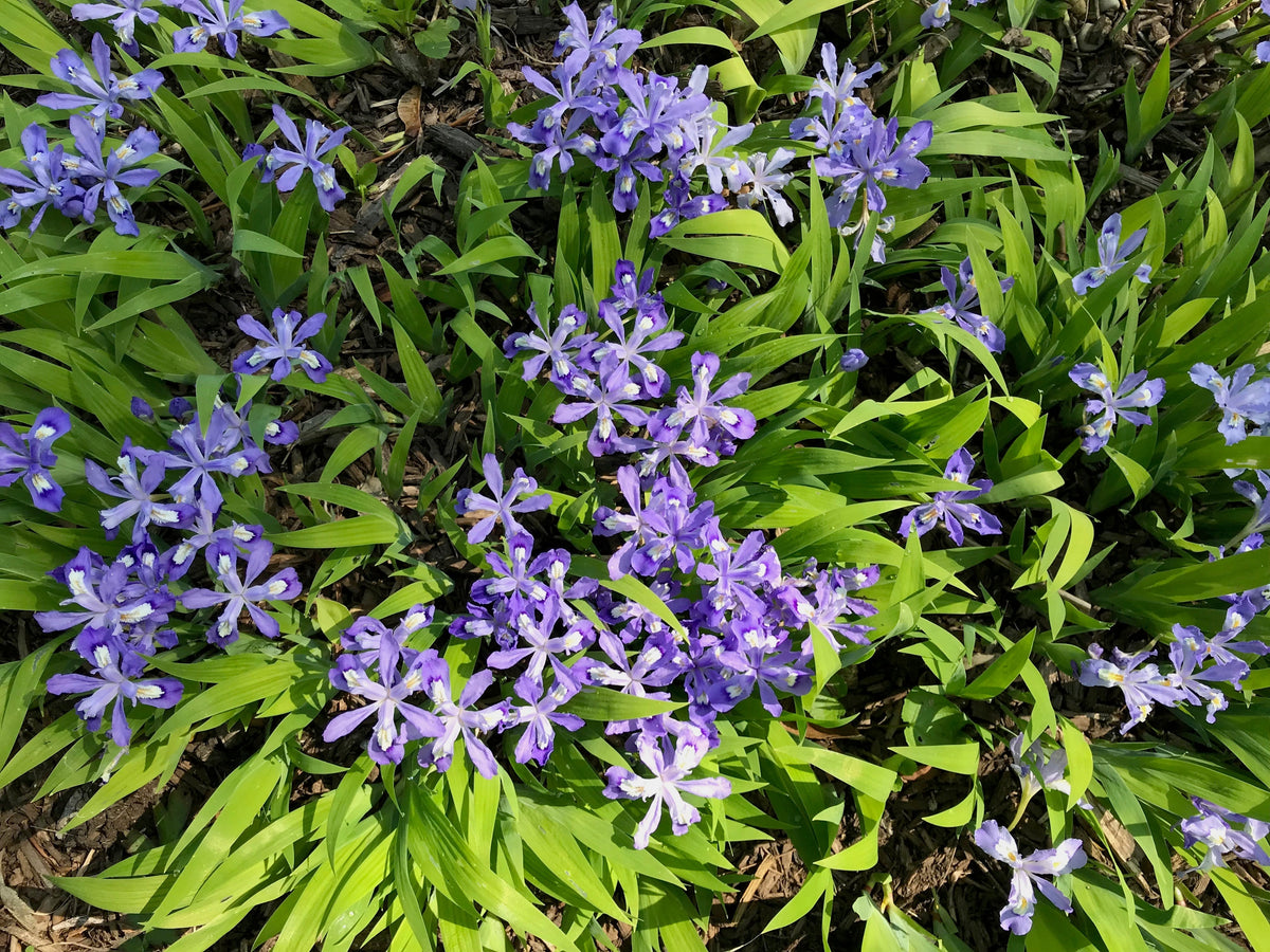 Iris cristata-Dwarf Crested Iris - Red Stem Native Landscapes
