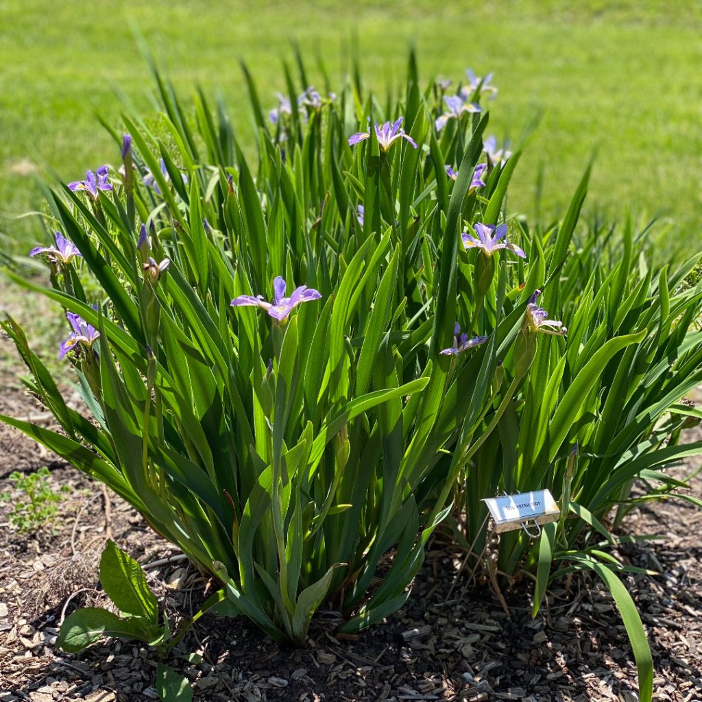 Iris versicolor- Northern Blue Flag - Red Stem Native Landscapes