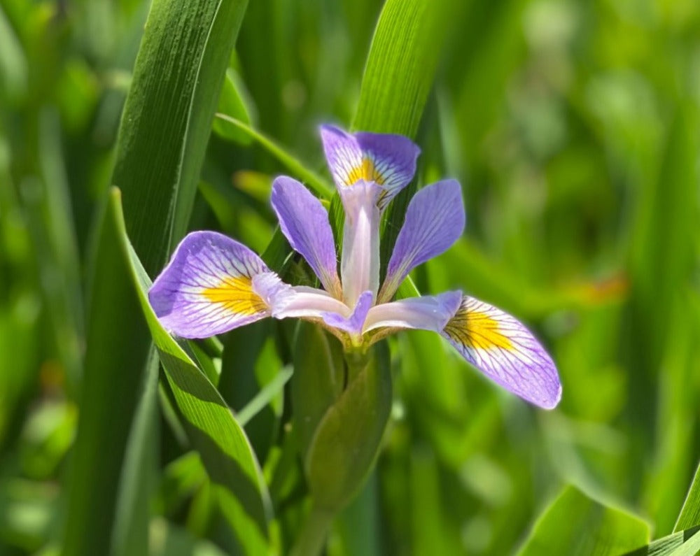 Iris versicolor- Northern Blue Flag - Red Stem Native Landscapes