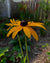 Rudbeckia fulgida var speciosa-Orange Coneflower - Red Stem Native Landscapes