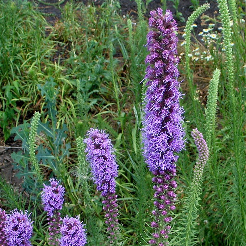 Liatris pycnostachya-Prairie Blazing Star