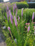Liatris pycnostachya-Prairie Blazing Star - Red Stem Native Landscapes