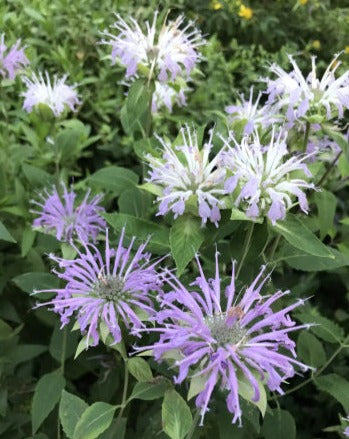 Monarda fistulosa- Wild Bergamot - Red Stem Native Landscapes