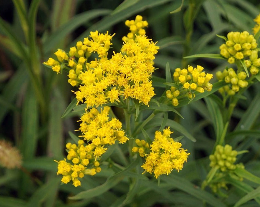 Oligoneuron riddellii- Riddell's Goldenrod - Red Stem Native Landscapes