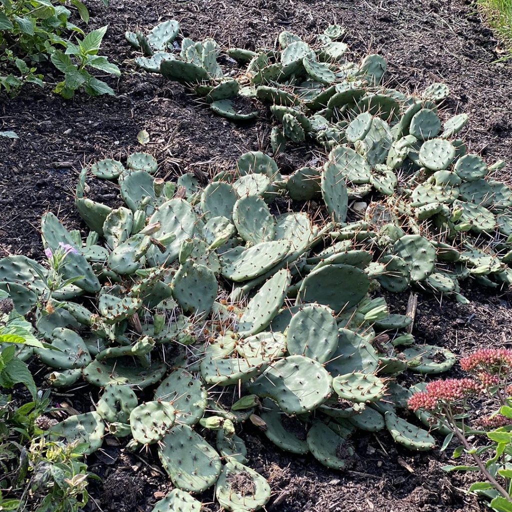 Opuntia humifusa- Eastern Prickly Pear - Red Stem Native Landscapes