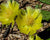 Opuntia humifusa- Eastern Prickly Pear - Red Stem Native Landscapes
