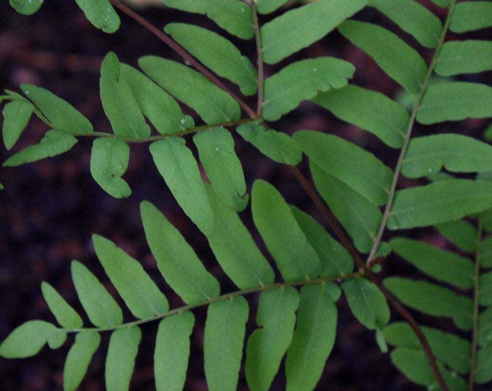 Osmunda regalis-Royal fern
