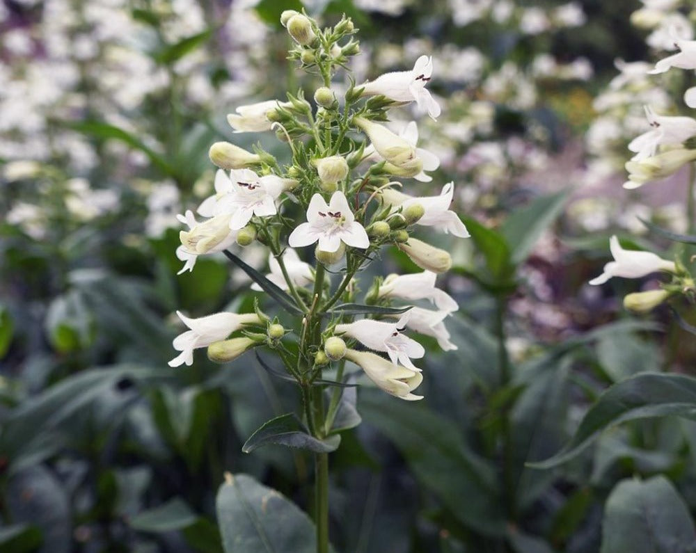 Penstemon digitalis- Foxglove Beardtongue