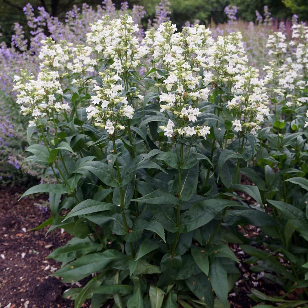 Penstemon digitalis- Foxglove Beardtongue