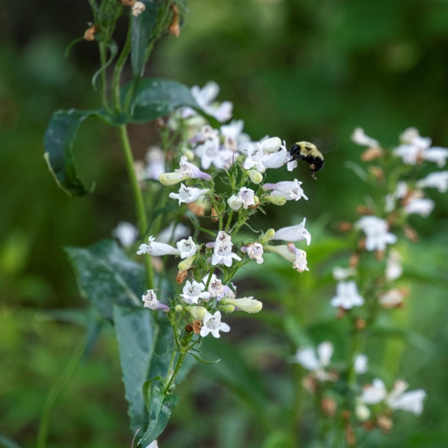 Penstemon digitalis- Foxglove Beardtongue