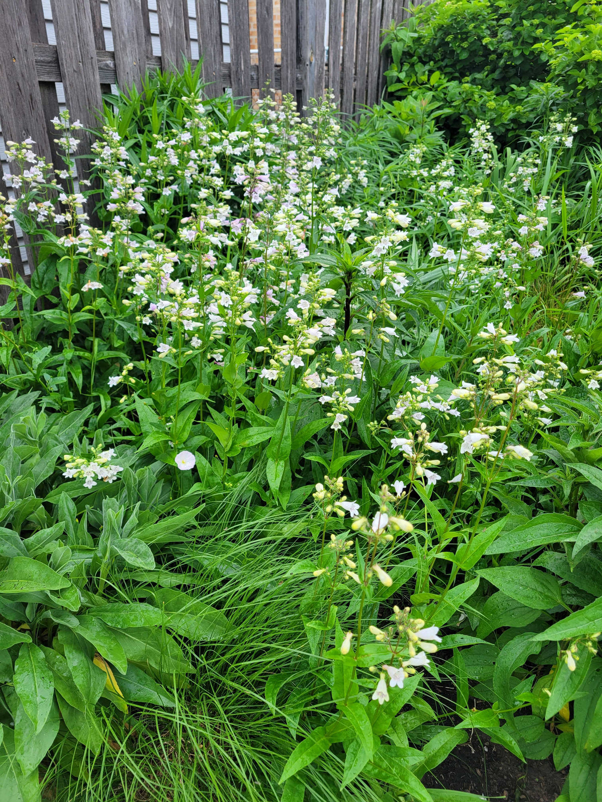 Penstemon digitalis- Foxglove Beardtongue