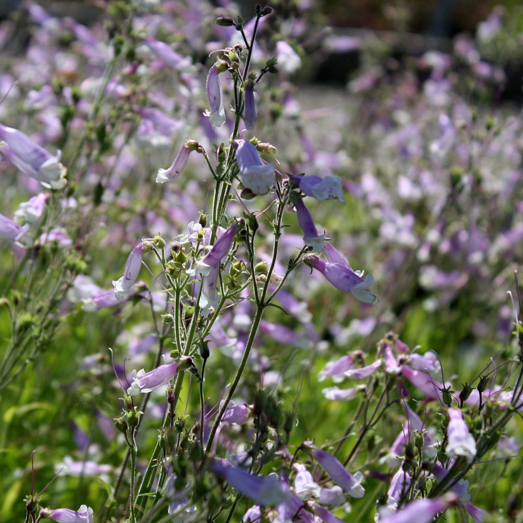 Penstemon hirsutus-Hairy Beardtongue - Red Stem Native Landscapes