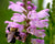 Physostegia virginiana- Obedient Plant - Red Stem Native Landscapes