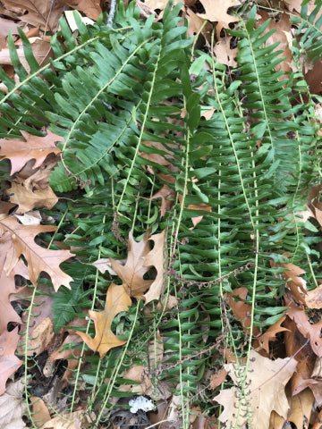 Polystichum acrostichoides-Christmas Fern
