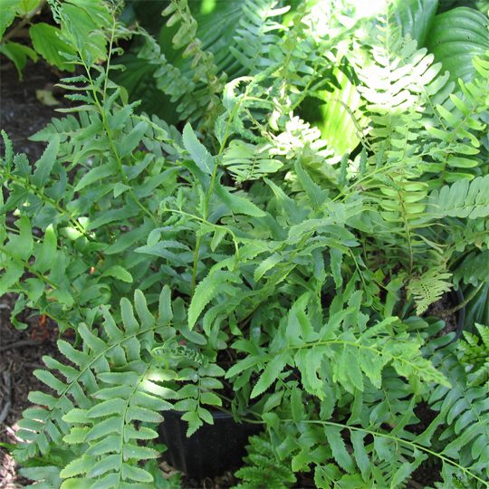 Polystichum acrostichoides-Christmas Fern