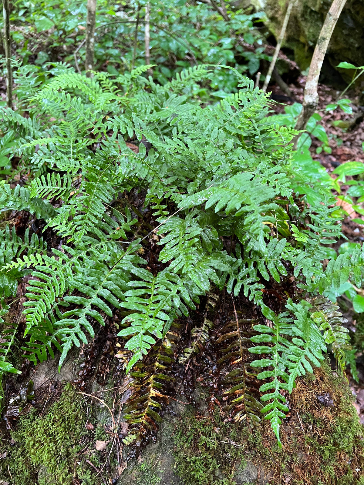 Polystichum acrostichoides-Christmas Fern