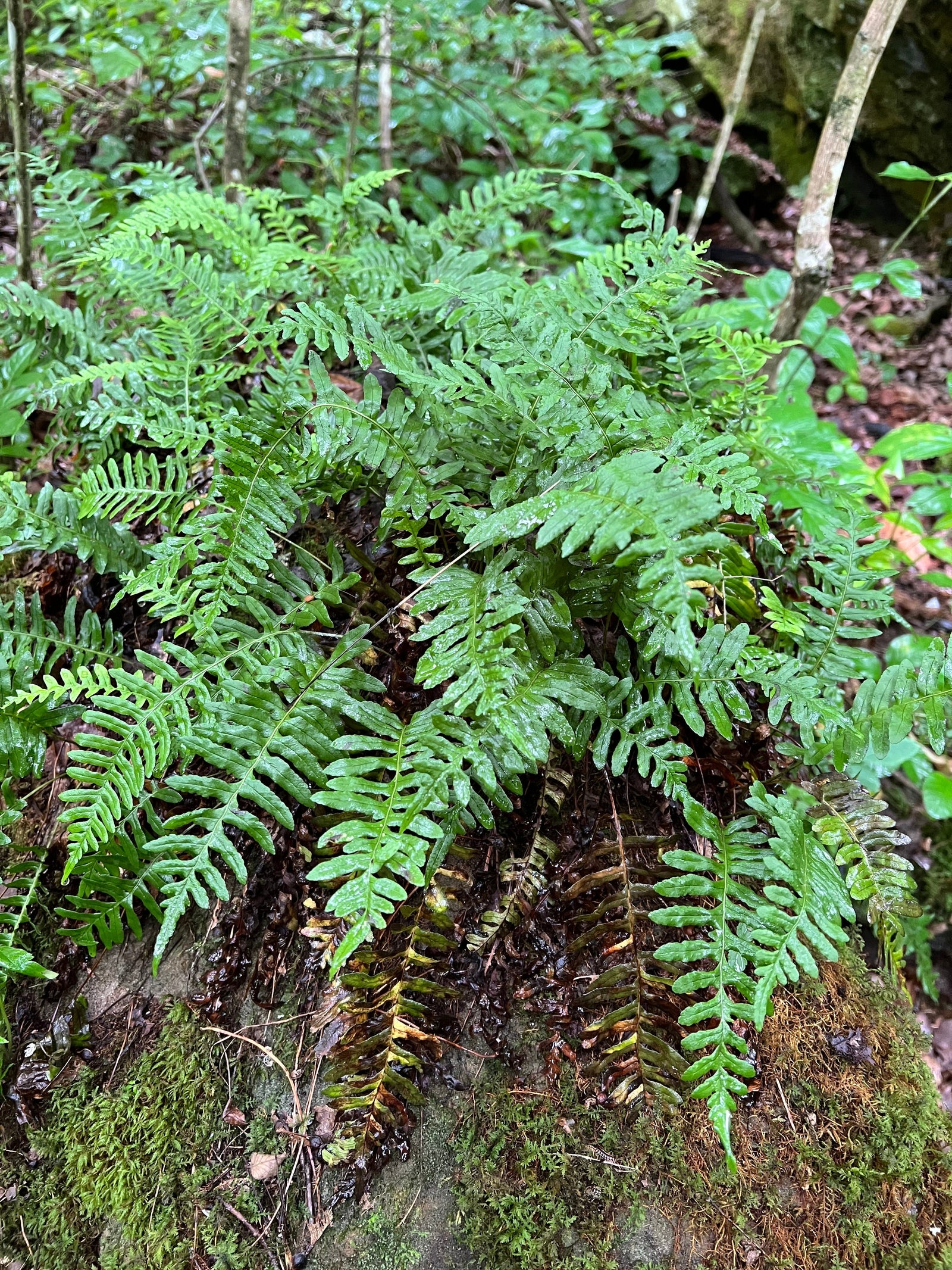 Polystichum acrostichoides-Christmas Fern - Red Stem Native Landscapes
