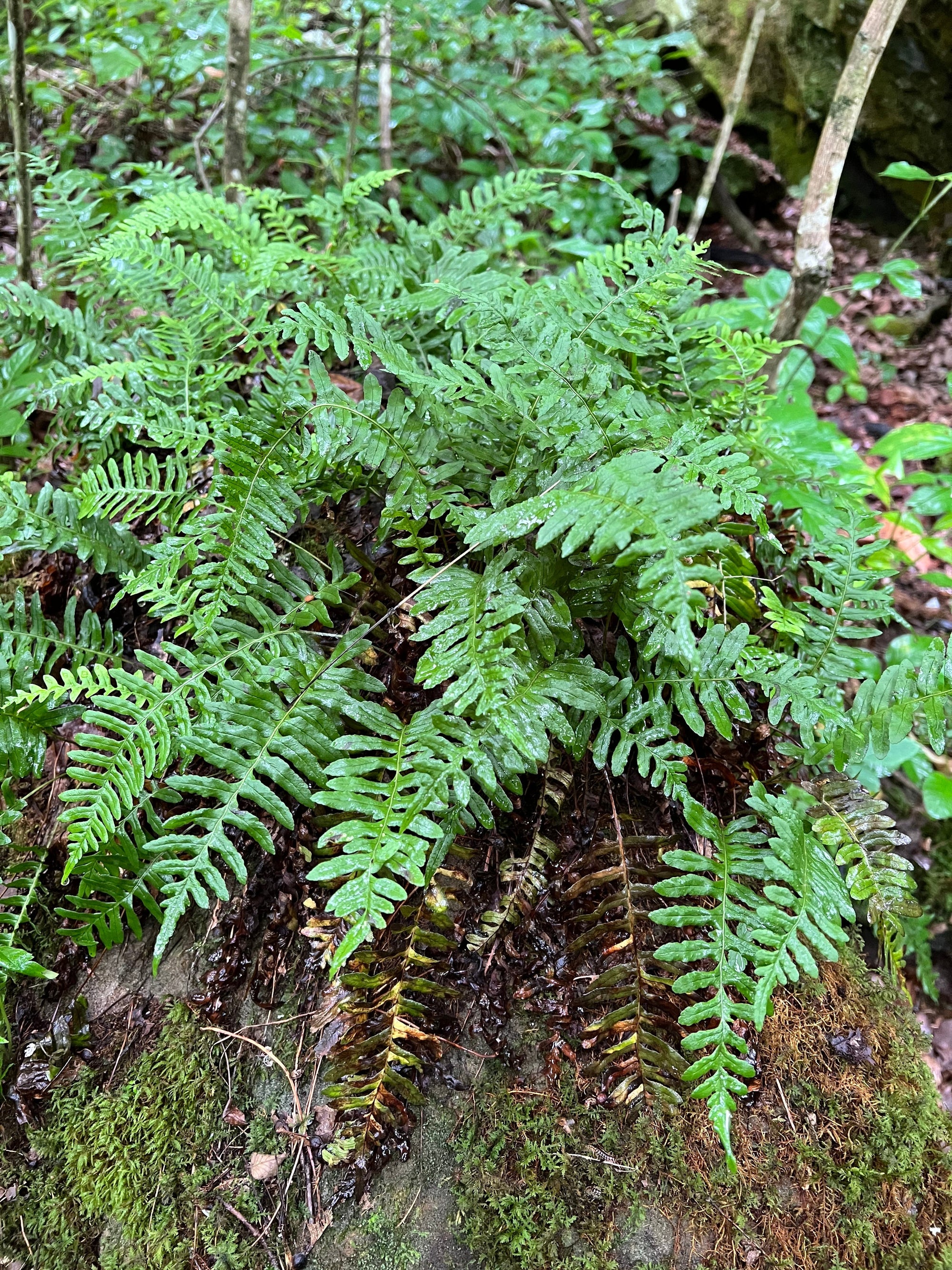 Polystichum acrostichoides-Christmas Fern - Red Stem Native Landscapes