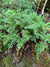 Polystichum acrostichoides-Christmas Fern - Red Stem Native Landscapes
