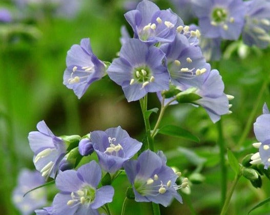 Polemonium reptans-Jacob's Ladder - Red Stem Native Landscapes