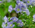 Polemonium reptans-Jacob's Ladder - Red Stem Native Landscapes