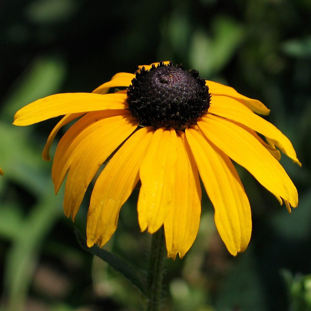 Rudbeckia fulgida var speciosa-Orange Coneflower - Red Stem Native Landscapes