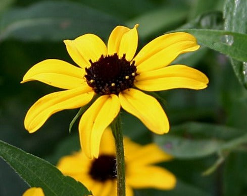 Rudbeckia subtomentosa- Sweet Black-eyed Susan - Red Stem Native Landscapes