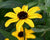Rudbeckia subtomentosa- Sweet Black-eyed Susan - Red Stem Native Landscapes